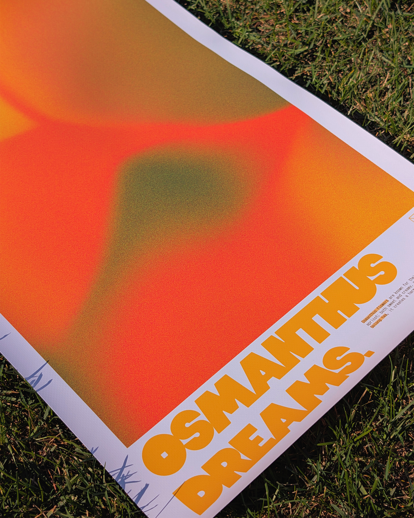 Osmanthus Dreams Print